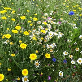 Wildblumenmischung für nährstoffarme Standorte 1kg, 5kg
